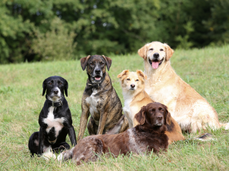 Hotel para cachorro ou pet sitter